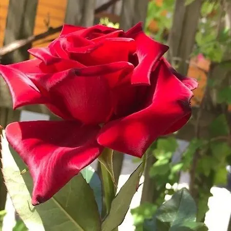 Dependance I Schladming